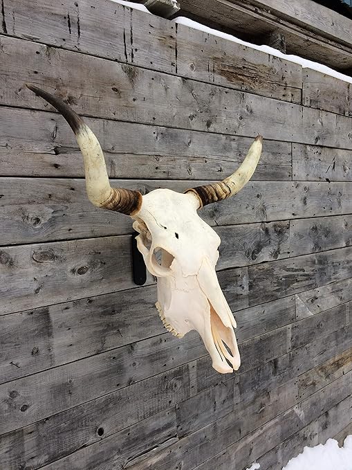Heavy duty hooker, can hook any animal skulls, Elk, Moose, Caribou Antlers Skulls for Display